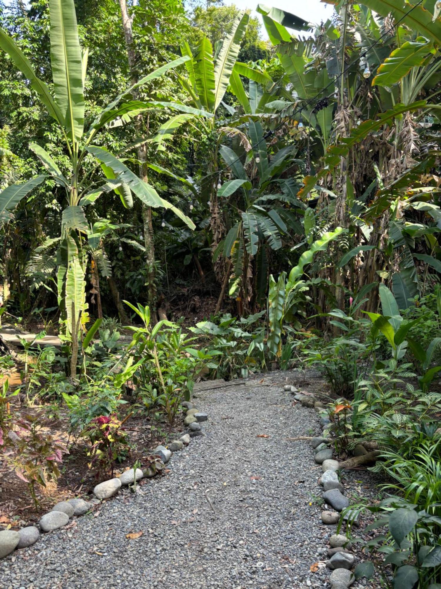 Casa Eden - Modern Peaceful Jungle Apartments Cocles Dış mekan fotoğraf
